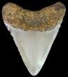 Megalodon Tooth - North Carolina #67107-1